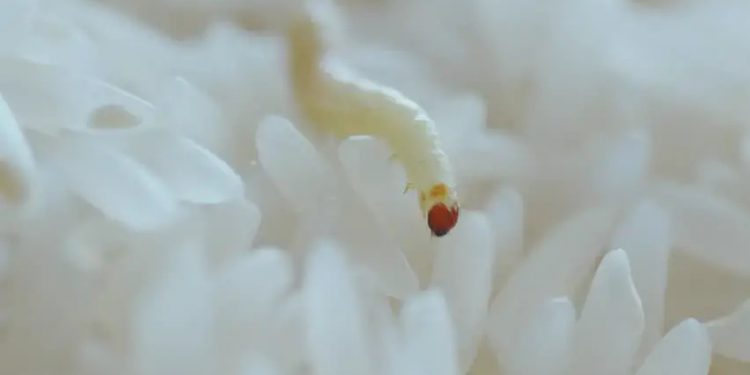 الدود في المنام للمتزوجة