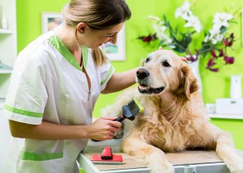 مركز بيتميد لرعاية الحيوانات الأليفة