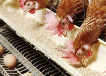 اسعار الفراخ اليوم الثلاثاء 23-7-2024 | بورصة الفراخ اليوم