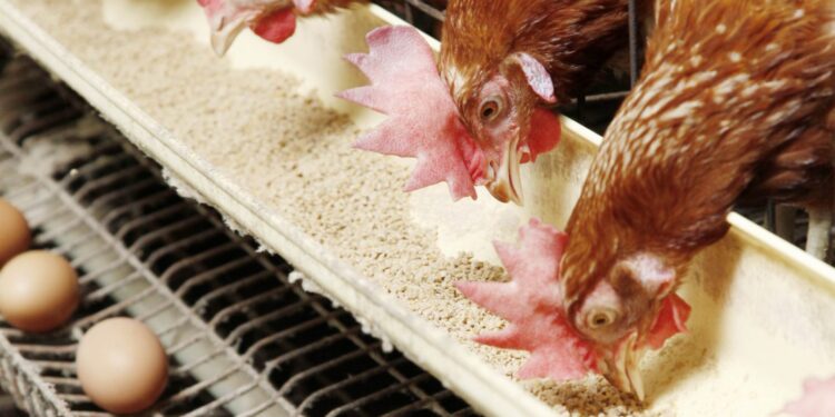 اسعار الفراخ اليوم الثلاثاء 23-7-2024 | بورصة الفراخ اليوم