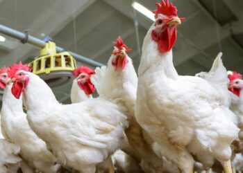 تحرك جديد في أسعار الدواجن اليوم وانخفاض في بورصة الدواجن