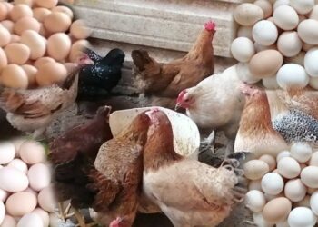 بورصة الدواجن خبر عاجل: أسعار الدواجن تشهد تغييرات جديدة