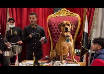 تفاصيل عن كلب الأهرامات كيف أصبح مشهورًا في قصر الكبابجي