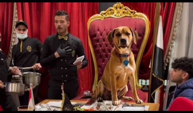 تفاصيل عن كلب الأهرامات كيف أصبح مشهورًا في قصر الكبابجي