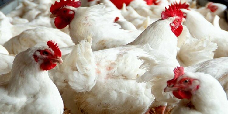 اسعار الفراخ والبيض في بورصة الدواجن اليوم 15/10/2024 تغيير مفاجئ 1 اسعار الفراخ والبيض في بورصة الدواجن اليوم 15/10/2024 تغيير مفاجئ