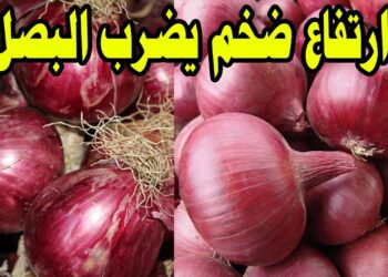 سعر البصل يشهد ارتفاعًا مفاجئًا اليوم الخميس 21 نوفمبر.. إليكم سعر الكيلو في الأسواق