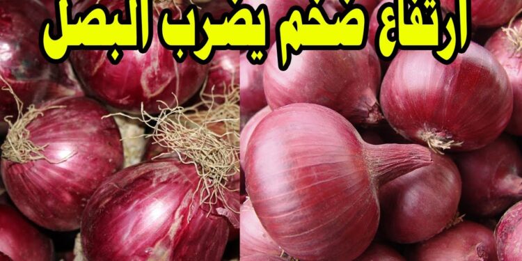 سعر البصل يشهد ارتفاعًا مفاجئًا اليوم الخميس 21 نوفمبر.. إليكم سعر الكيلو في الأسواق 1 سعر البصل يشهد ارتفاعًا مفاجئًا اليوم الخميس 21 نوفمبر.. إليكم سعر الكيلو في الأسواق