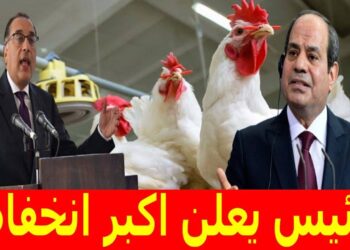 أسعار الفراخ البيضاء اليوم الأربعاء 20 نوفمبر في بورصة الدواجن