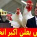 أسعار الفراخ البيضاء اليوم الأربعاء 20 نوفمبر في بورصة الدواجن 2 أسعار الفراخ البيضاء اليوم الأربعاء 20 نوفمبر في بورصة الدواجن