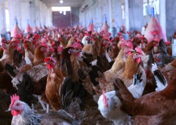 أسعار الفراخ البيضاء في بورصة الدواجن اليوم الجمعة 22 نوفمبر: أحدث التغيرات