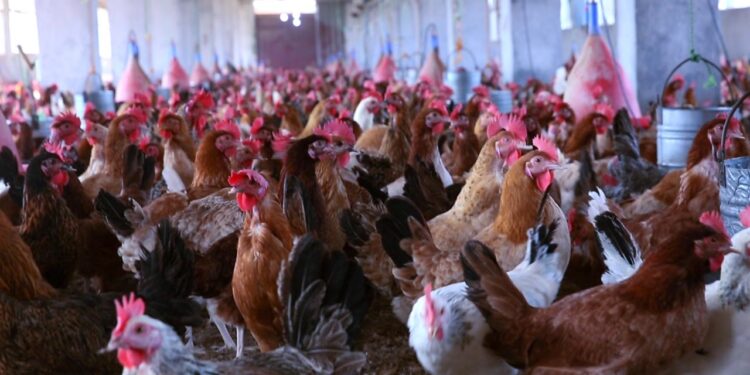 أسعار الفراخ البيضاء في بورصة الدواجن اليوم الجمعة 22 نوفمبر: أحدث التغيرات