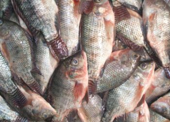 أسعار السمك