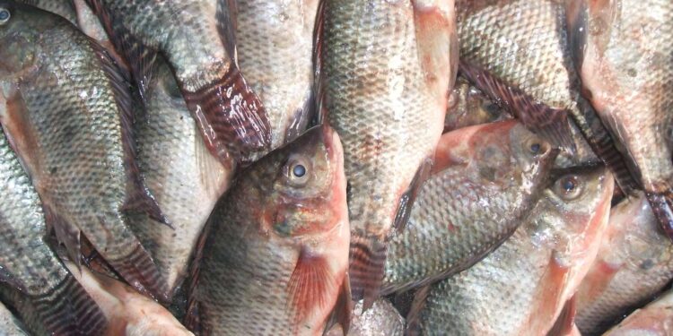 تعرف على أسعار السمك والجمبري اليوم الجمعة 22 نوفمبر 2024: مفاجأة في سعر البلطي 1 أسعار السمك
