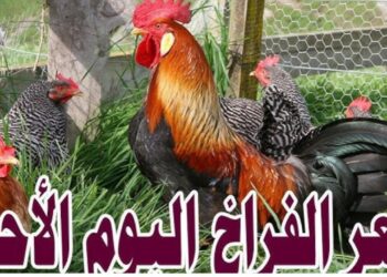 أسعار الدواجن تشهد انخفاضًا في الأسواق اليوم الأحد 24 نوفمبر 2024