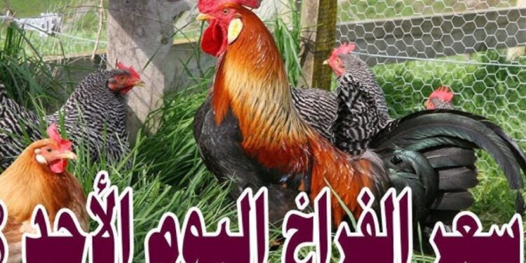 أسعار الدواجن تشهد انخفاضًا في الأسواق اليوم الأحد 24 نوفمبر 2024 1 أسعار الدواجن تشهد انخفاضًا في الأسواق اليوم الأحد 24 نوفمبر 2024