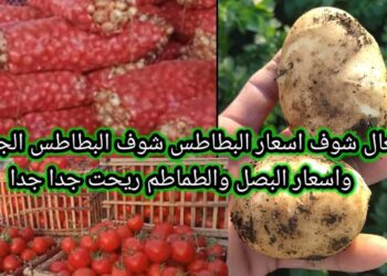 سعر البطاطس اليوم: انخفاض مفاجئ في الأسعار الثلاثاء 26 نوفمبر