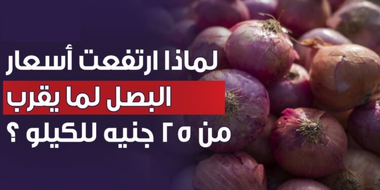 أسعار البصل في ارتفاع: كيلو البصل قد يصل إلى 40 جنيهًا في هذا الموعد 1 أسعار البصل في ارتفاع: كيلو البصل قد يصل إلى 40 جنيهًا في هذا الموعد