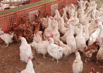 أسعار الفراخ البيضاء في بورصة الدواجن لهذا اليوم الثلاثاء 26 نوفمبر