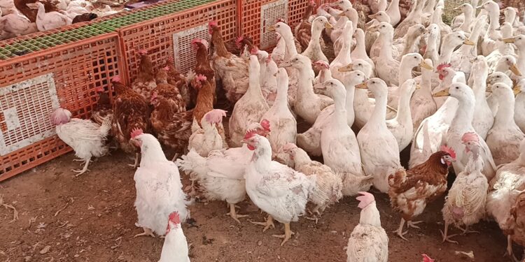 أسعار الفراخ البيضاء في بورصة الدواجن لهذا اليوم الثلاثاء 26 نوفمبر