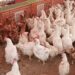 أسعار الفراخ البيضاء في بورصة الدواجن لهذا اليوم الثلاثاء 26 نوفمبر 2 أسعار الفراخ البيضاء في بورصة الدواجن لهذا اليوم الثلاثاء 26 نوفمبر