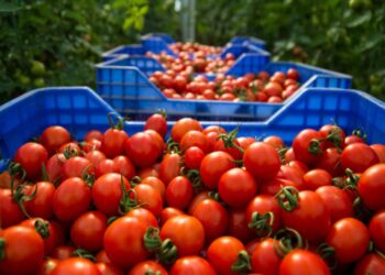 أسعار الطماطم تفاجئ الجميع .. هل تعود إلى الارتفاع بعد الانهيار؟