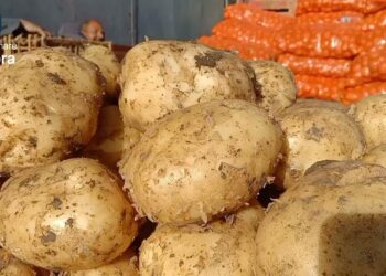 سعر البطاطس اليوم الإثنين 25 نوفمبر 2024 بعد الزيادة المفاجئة.. تعرف على الأسعار
