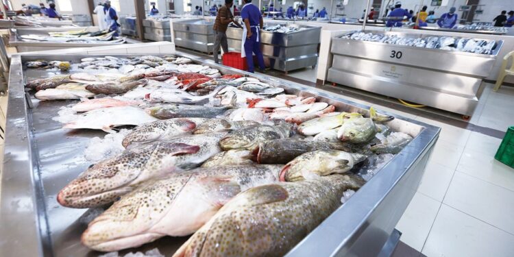 أسعار الأسماك في السوق المحلي اليوم: التفاصيل كاملة 1 أسعار الأسماك في السوق المحلي اليوم