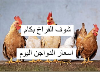 أسعار الدواجن اليوم: تحليل تأثيرات العرض والطلب في السوق المحلي