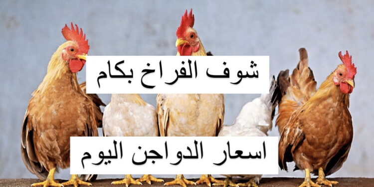 أسعار الدواجن اليوم: تحليل تأثيرات العرض والطلب في السوق المحلي 1 أسعار الدواجن اليوم: تحليل تأثيرات العرض والطلب في السوق المحلي