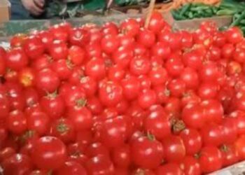 أسعار الطماطم اليوم الأحد 24 نوفمبر 2024: مفاجأة بعد التراجع الأخير