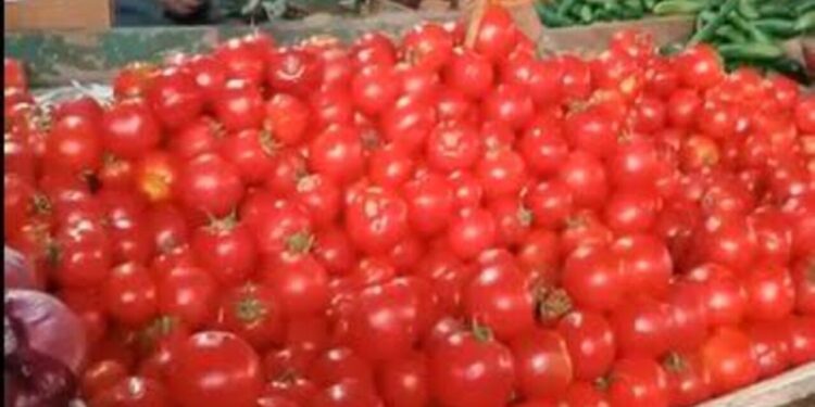 أسعار الطماطم اليوم الأحد 24 نوفمبر 2024: مفاجأة بعد التراجع الأخير