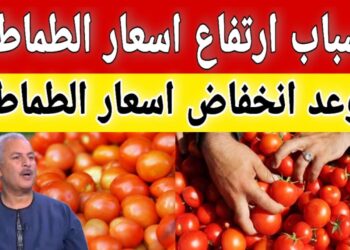 أسعار الطماطم اليوم الأربعاء 20 نوفمبر 2024: تراجع جديد يعيد التوازن للأسواق