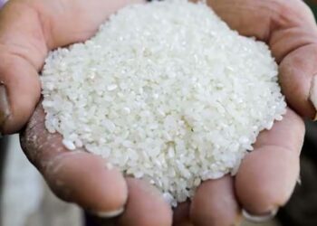 سعر الأرز رفيع وعريض الحبة اليوم الأربعاء 20 نوفمبر 2024.. مفاجآت جديدة في أسعار الشعير