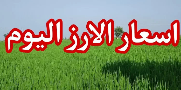 سعر الأرز عريض ورفيع الحبة اليوم الثلاثاء 26 نوفمبر 2024: هل تعرف سعر الشعير؟ 1 سعر الأرز عريض ورفيع الحبة اليوم الثلاثاء 26 نوفمبر 2024: هل تعرف سعر الشعير؟