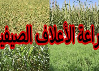 كيفية العناية بالأعلاف الخضراء الشتوية والصيفية في نوفمبر: نصائح للمزارعين