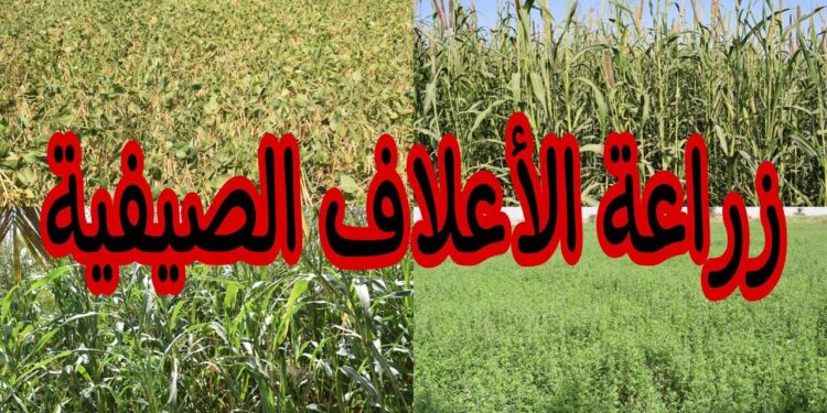 كيفية العناية بالأعلاف الخضراء الشتوية والصيفية في نوفمبر: نصائح للمزارعين 1 كيفية العناية بالأعلاف الخضراء الشتوية والصيفية في نوفمبر: نصائح للمزارعين