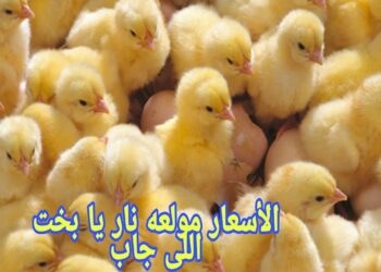 أسعار بورصة الدواجن للفراخ البيضاء اليوم الخميس 21 نوفمبر