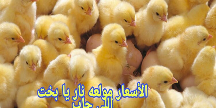 أسعار بورصة الدواجن للفراخ البيضاء اليوم الخميس 21 نوفمبر 1 أسعار بورصة الدواجن للفراخ البيضاء اليوم الخميس 21 نوفمبر