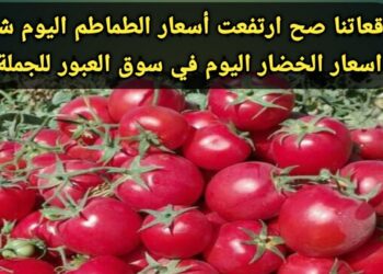 أسعار الطماطم في مصر اليوم الجمعة 22 نوفمبر: مفاجأة في سعر الكيلو بعد التراجع الأخير