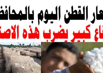 سعر القطن اليوم الأحد 24 نوفمبر 2024: مفاجأة سارة في الوجه البحري والقبلي