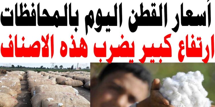 سعر القطن اليوم الأحد 24 نوفمبر 2024: مفاجأة سارة في الوجه البحري والقبلي
