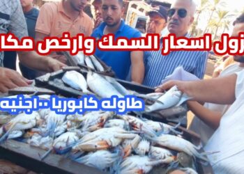 سعر السمك والجمبري اليوم الثلاثاء 26 نوفمبر 2024: البلطي يسجل مفاجأة في الأسعار