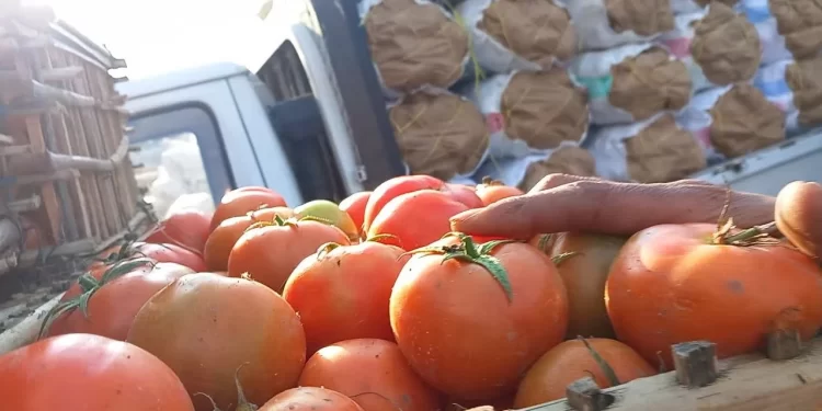 أسعار الطماطم اليوم تخالف التوقعات بعد تراجعها المفاجئ الثلاثاء 26 نوفمبر 1 أسعار الطماطم اليوم تخالف التوقعات بعد تراجعها المفاجئ الثلاثاء 26 نوفمبر