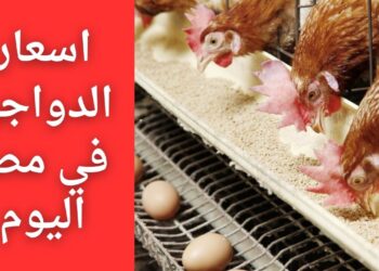 أسعار الدواجن والبيض اليوم 20 نوفمبر 2024: الكيلو بـ 83 جنيهًا وصدمة في كرتونة البيض