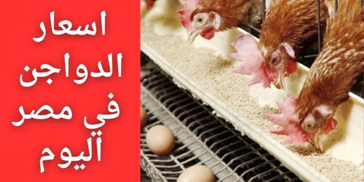 أسعار الدواجن والبيض اليوم 20 نوفمبر 2024: الكيلو بـ 83 جنيهًا وصدمة في كرتونة البيض 1 أسعار الدواجن والبيض اليوم 20 نوفمبر 2024: الكيلو بـ 83 جنيهًا وصدمة في كرتونة البيض