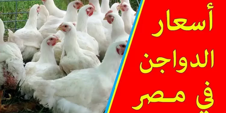 أسعار الفراخ البيضاء في بورصة الدواجن لهذا الأسبوع: الأحد 17 نوفمبر 1 أسعار الفراخ البيضاء في بورصة الدواجن لهذا الأسبوع: الأحد 17 نوفمبر