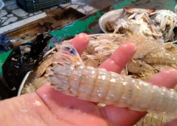 أسعار السمك والجمبري اليوم في الأسواق مفاجأة في سعر البلطي الجمعة 20 ديسمبر