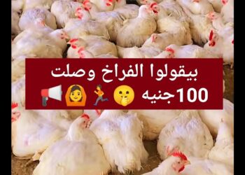 أسعار الفراخ البيضاء في بورصة الدواجن اليوم الإثنين 16 ديسمبر 2024: تقرير شامل