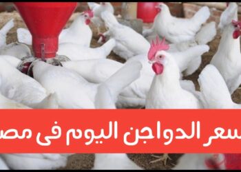 أسعار الفراخ البيضاء اليوم في بورصة الدواجن، الأربعاء 11 ديسمبر