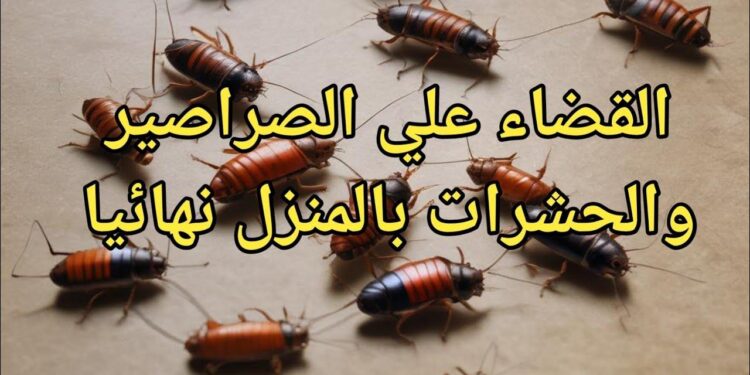 التخلص من الصراصير والحشرات بطرق طبيعية وآمنة بعيدًا عن المبيدات 1 التخلص من الصراصير والحشرات بطرق طبيعية وآمنة بعيدًا عن المبيدات